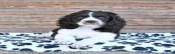 Mixed Breed dogs for sale: Patches - Ad 15