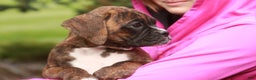 Boxer dogs for sale: Elsie - Ad 2
