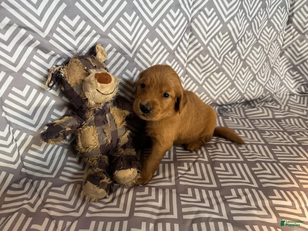 Golden Retriever dogs for sale: Light blue - Ad 1