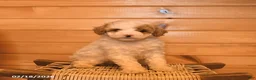 Mini Goldendoodle dogs for sale: Marigold  - Ad 3