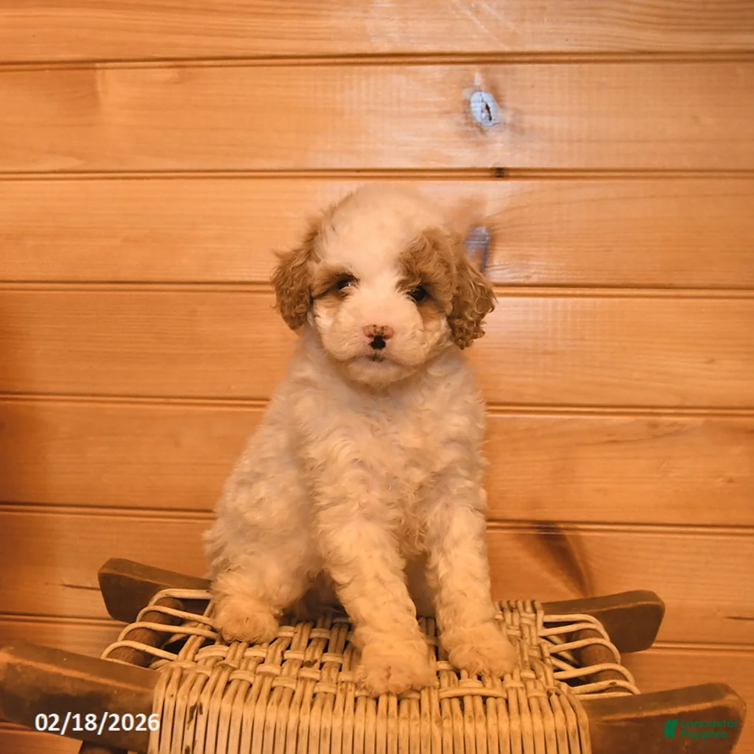 Mini Goldendoodle dogs for sale: Marigold  - Ad 3