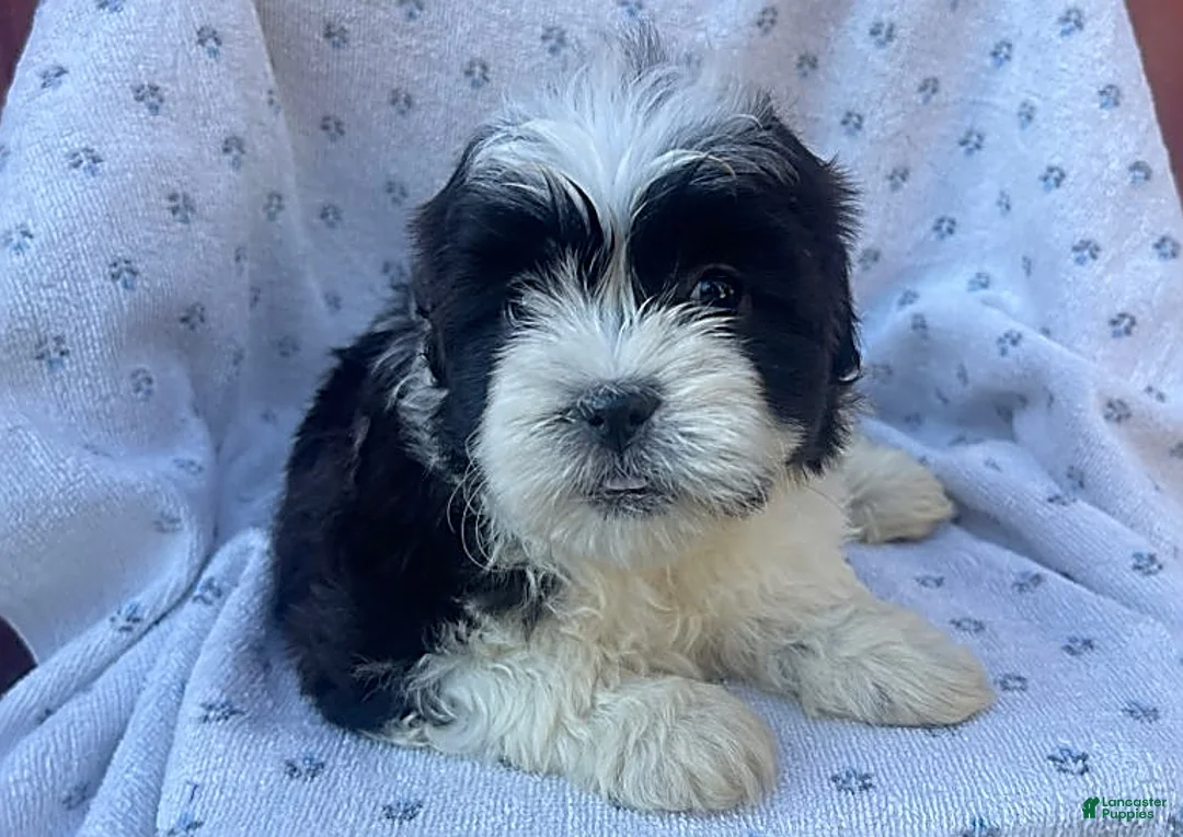 Gallery Image {{count}}