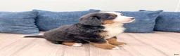 Bernese Mountain Dog dogs for sale: Mason - Ad 5