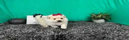Pomapoo dogs for sale: Pomapoo 4 - Ad 3