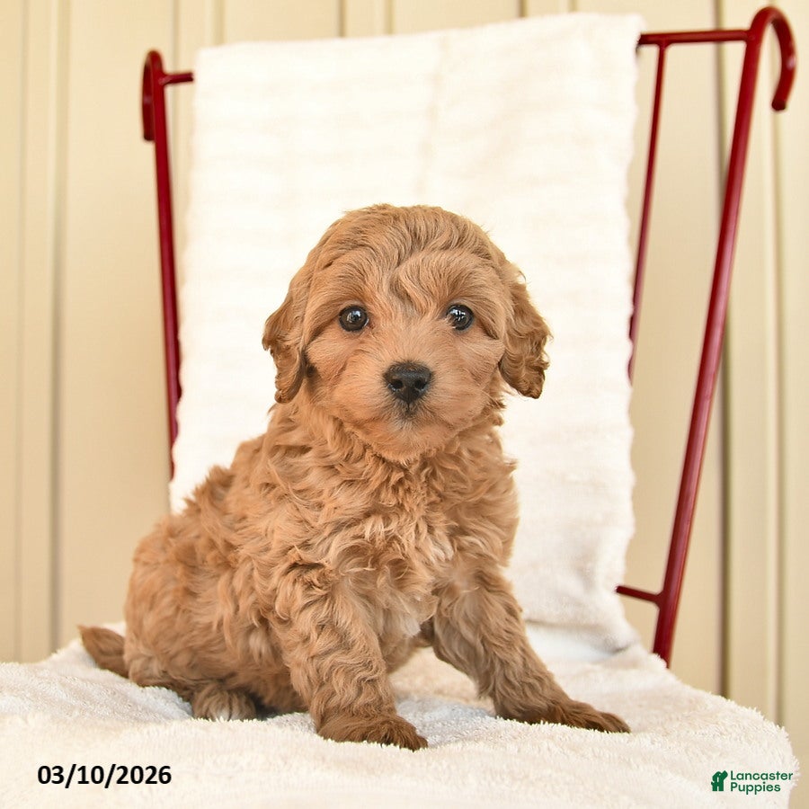 Cockapoo dogs Bluebell  - Ad 2