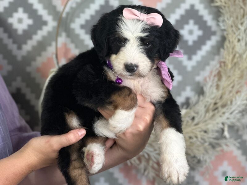 Bernedoodle dogs Ingrid - Ad 2
