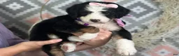 Bernedoodle dogs for sale: Ingrid - Ad 2