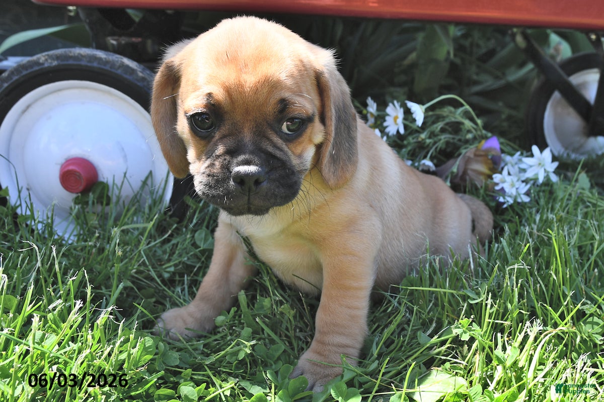 Puggle dogs for sale: Sawyer - Ad 2