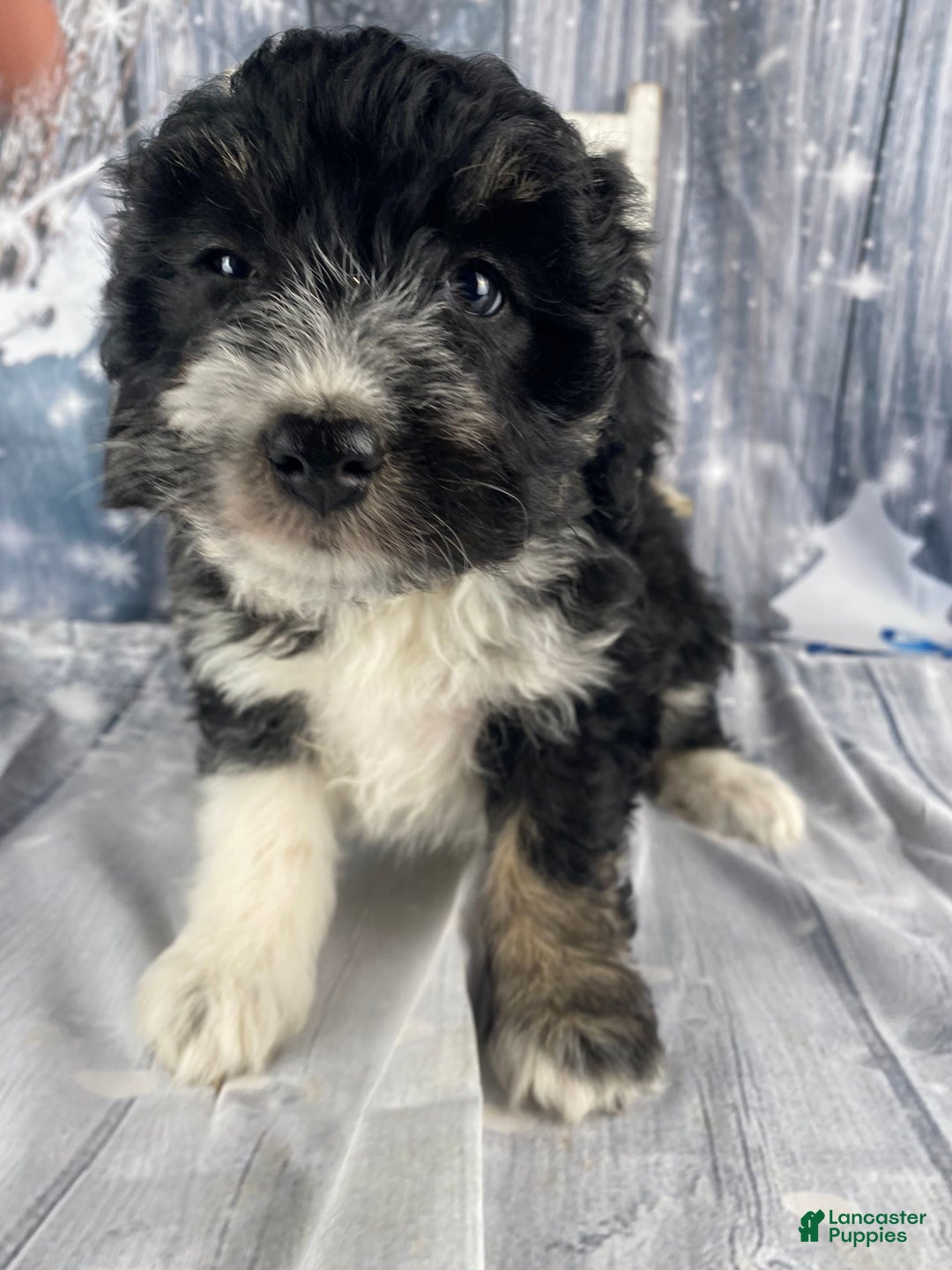 Aussiedoodle dogs for sale: Bella - Ad 2