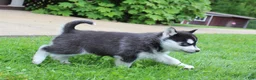 Siberian Husky dogs for sale: River - Ad 6