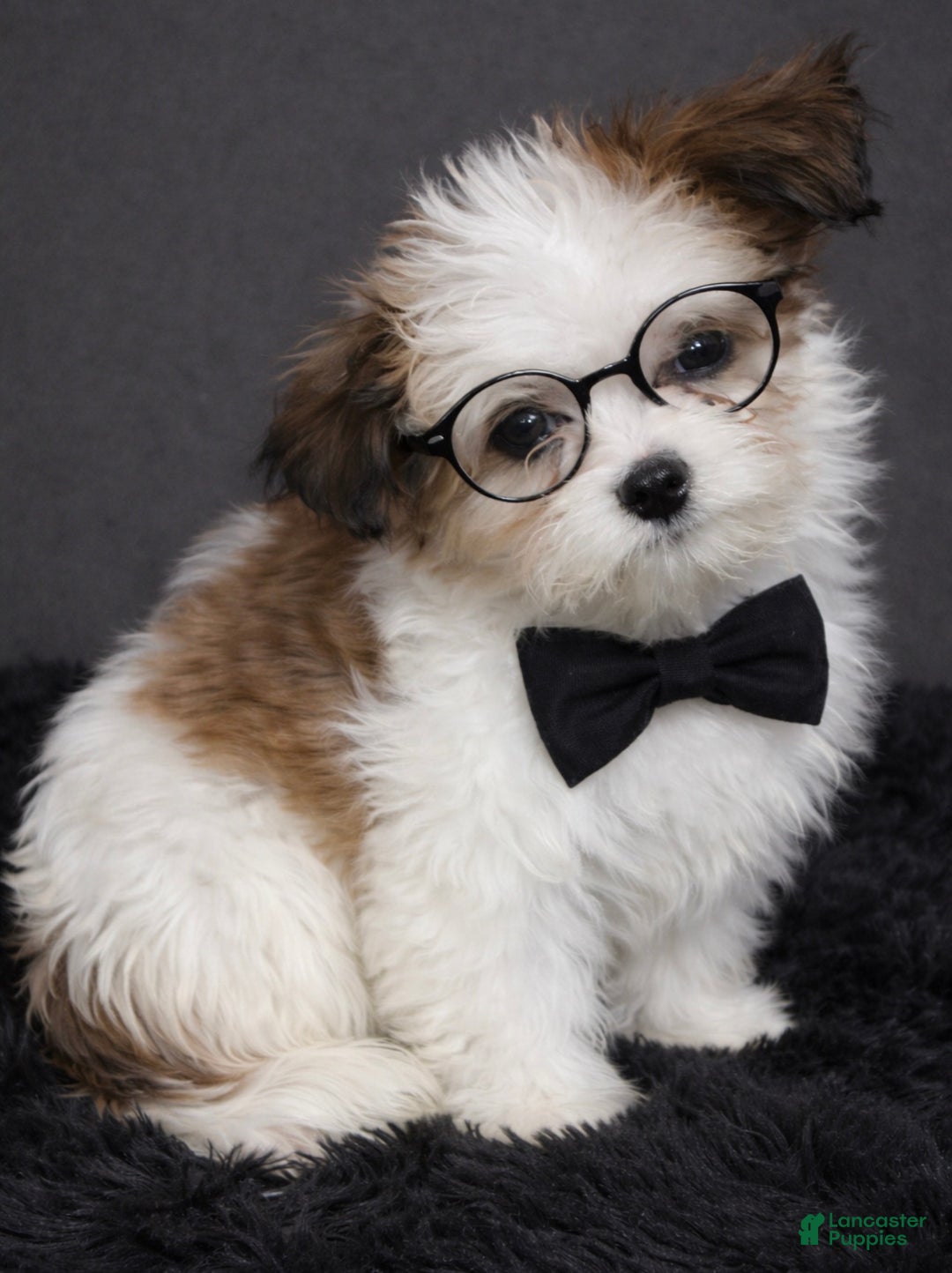 Shihpoo dogs for sale: Trell - Ad 1