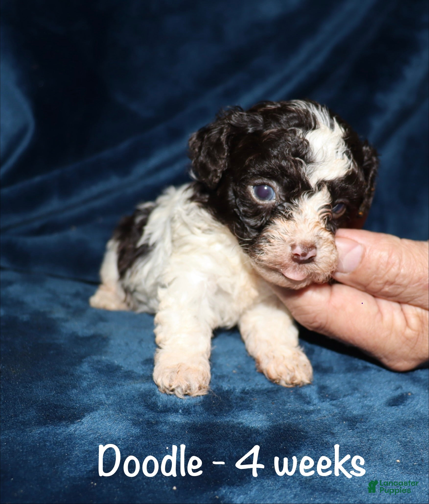 Toy Poodle dogs Doodle - Ad 10