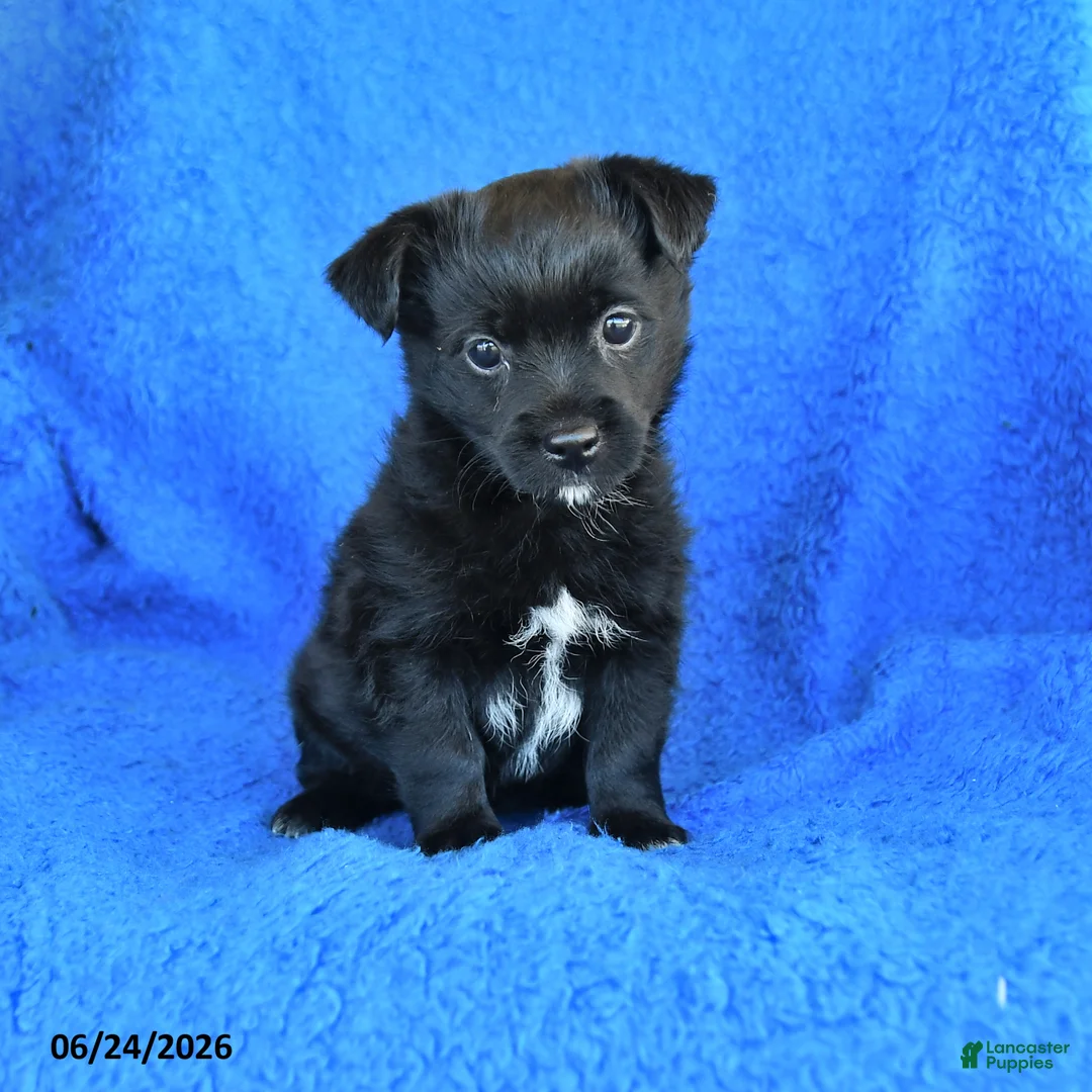 Mixed Breed dogs for sale: Sarah - Ad 1