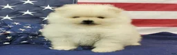 Pomeranian dogs for sale: Juliette - Ad 5