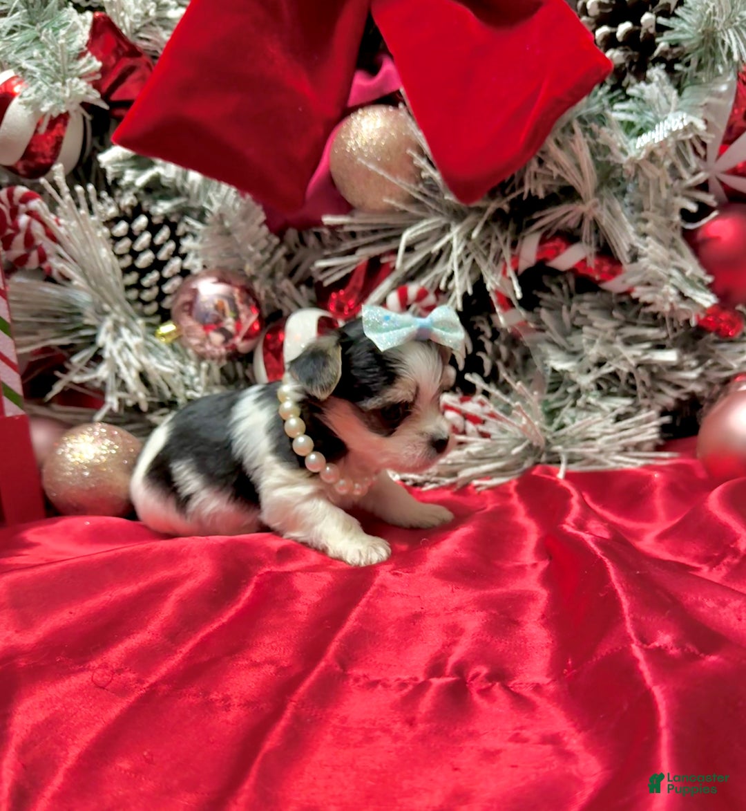 Yorkshire Terrier dogs for sale: Yakko - Ad 4