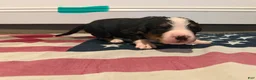 Bernese Mountain Dog dogs for sale: Teal - Ad 9