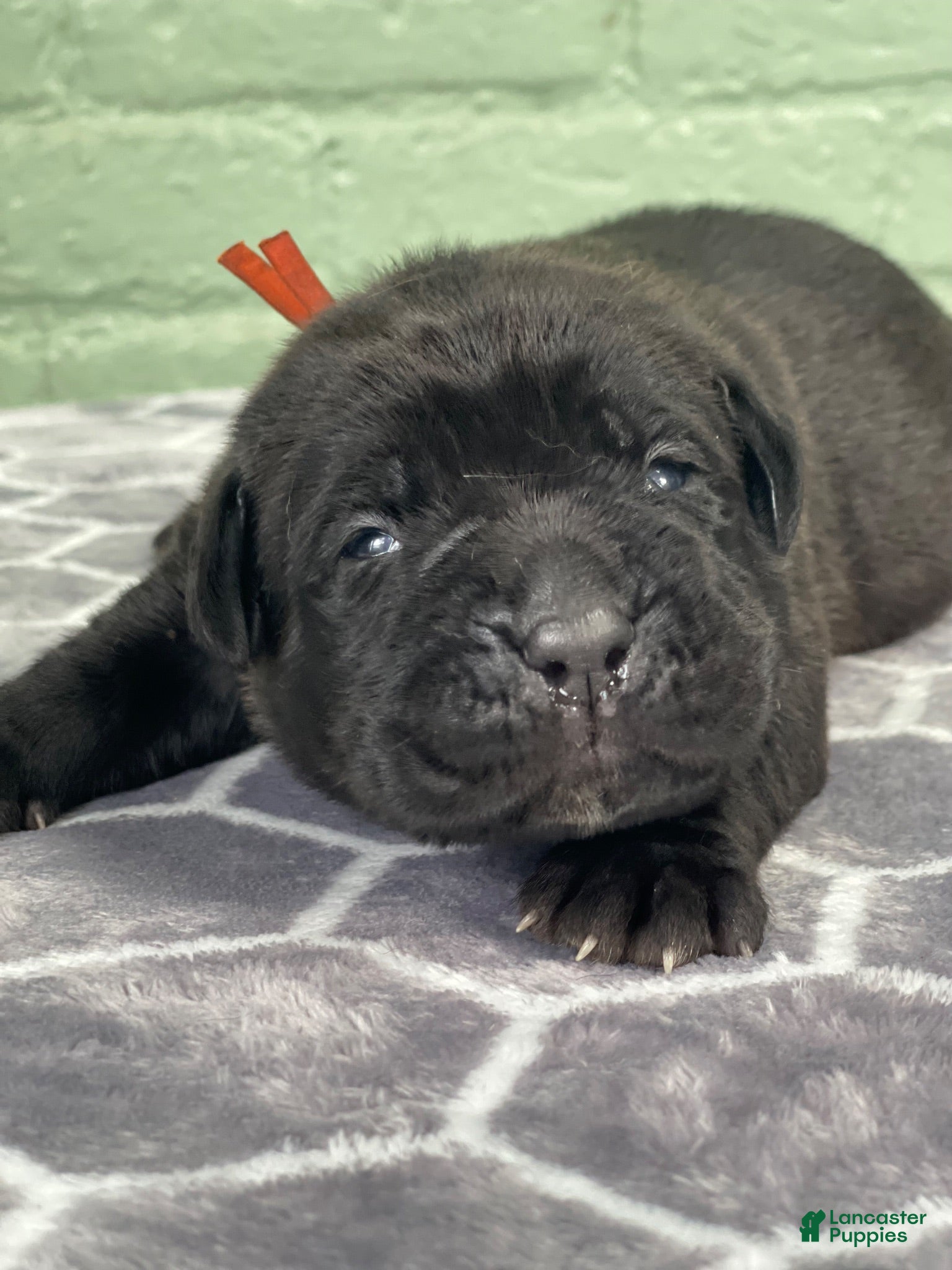 Cane Corso dogs Cane Corso 4 - Ad 15