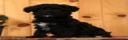Yorkiepoo dogs for sale: Magic - Ad 3