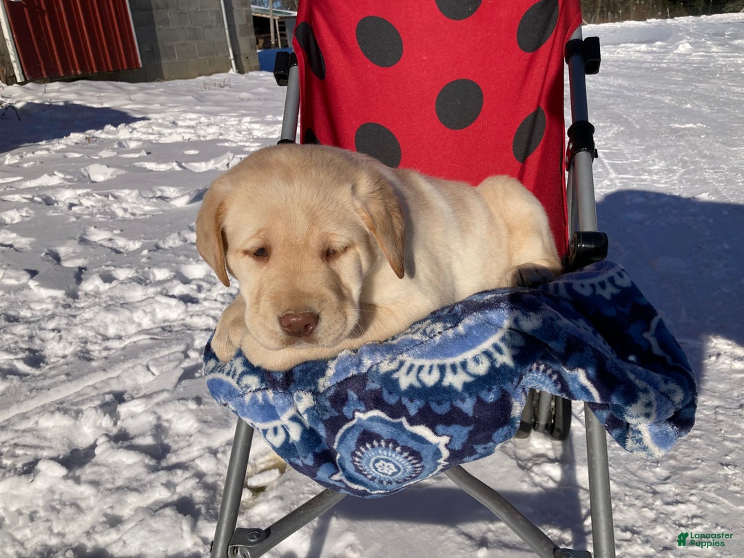 Labrador Retriever dogs for sale: Milfred - Ad 3