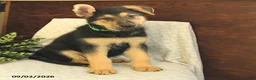 German Shepherd dogs for sale: Malcolm - Ad 4