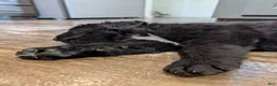 Newfoundland dogs for sale: Haven - Ad 5