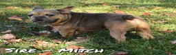 French Bulldog dogs for sale: Wanda - Ad 10
