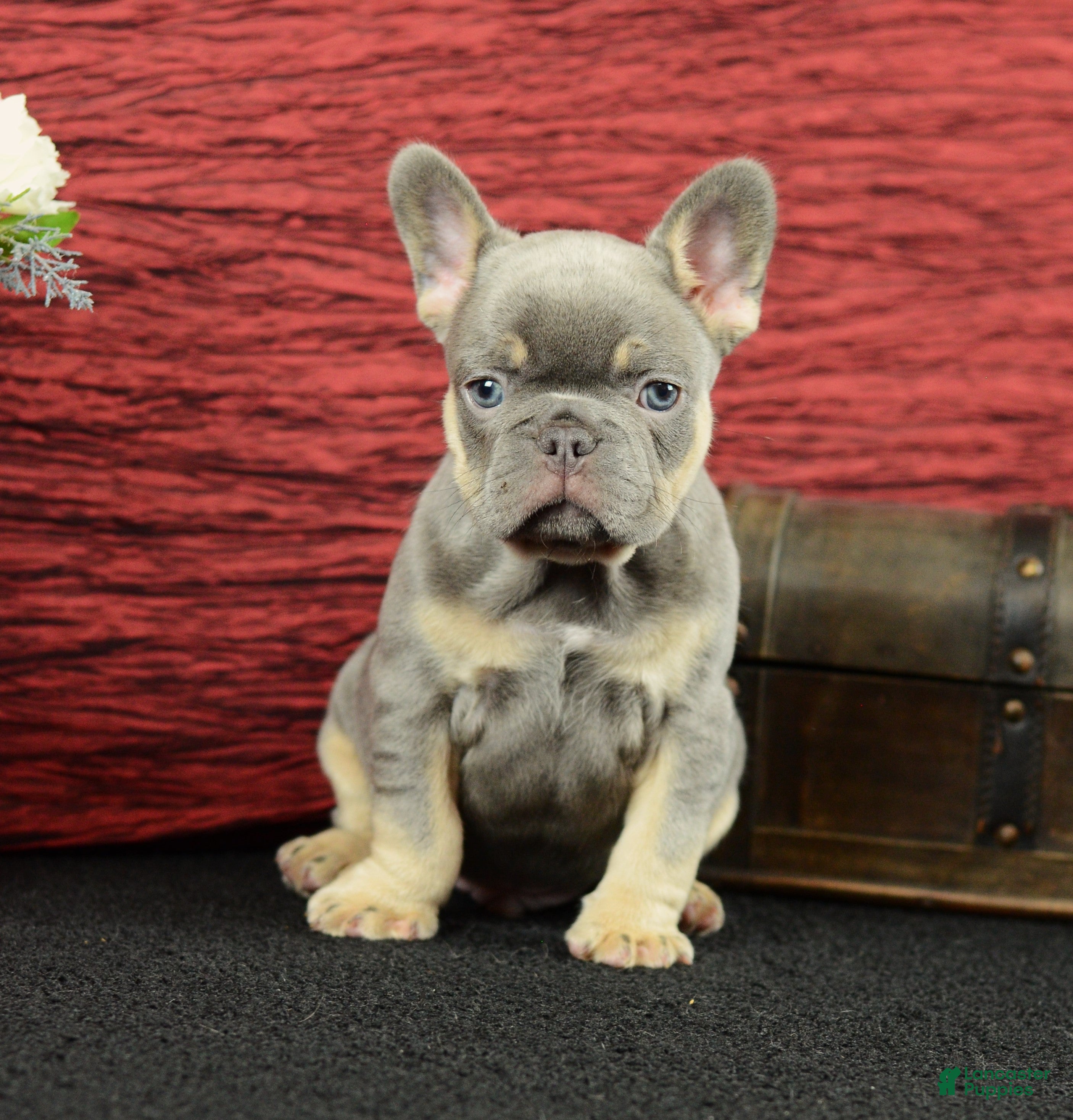 French Bulldog dogs Benji - Ad 2