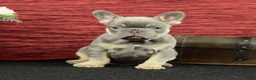 French Bulldog dogs for sale: Benji - Ad 2