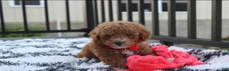 Bichpoo dogs for sale: Kirian  - Ad 10
