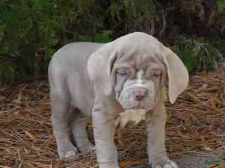 Mixed Breed dogs Mixed Breed Puppy 1 - Ad 8