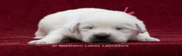 Labrador Retriever dogs for sale: Mason - Ad 2