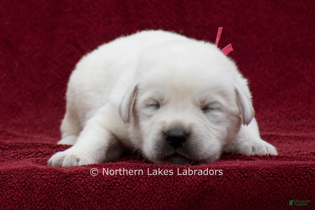 Labrador Retriever dogs for sale: Mason - Ad 2