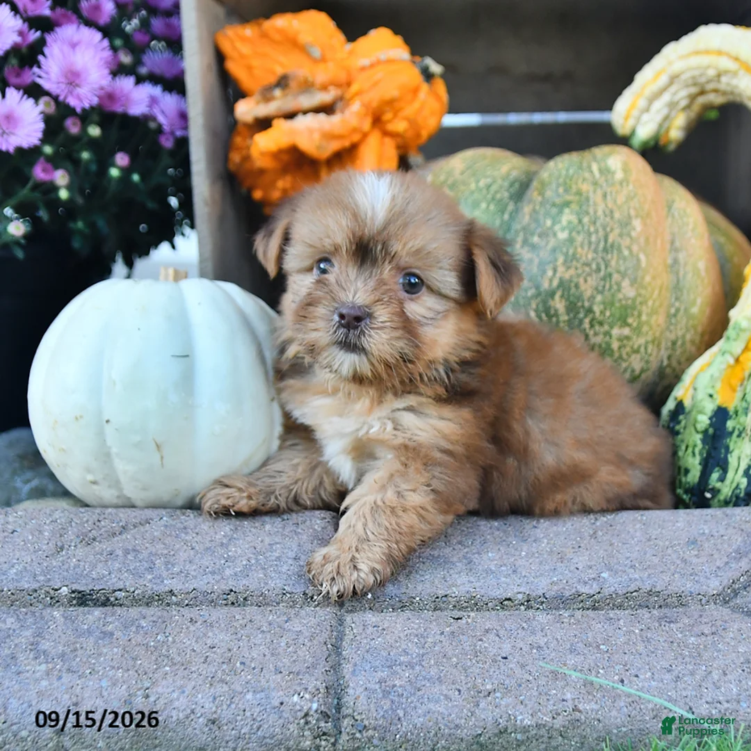 Shorkie dogs for sale: Dream  - Ad 2