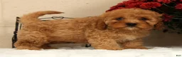 Cavapoo dogs for sale: Avery - Ad 8