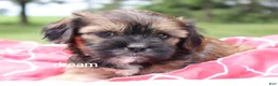 Mixed Breed dogs for sale: Jolie - Ad 7