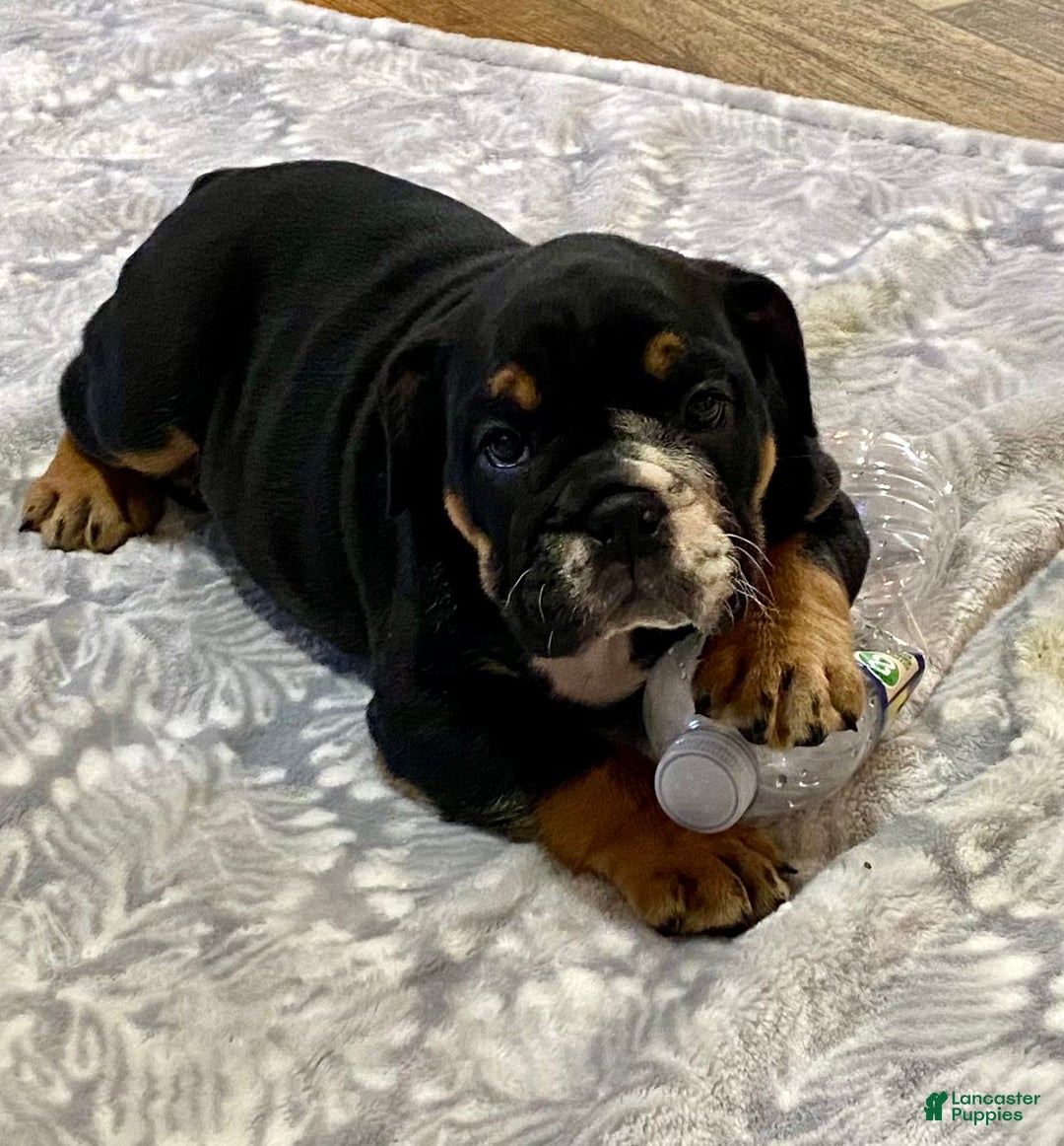 English Bulldog dogs for sale: Raven - Ad 1