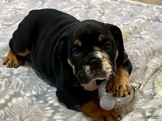 English Bulldog dogs Raven - Ad 16