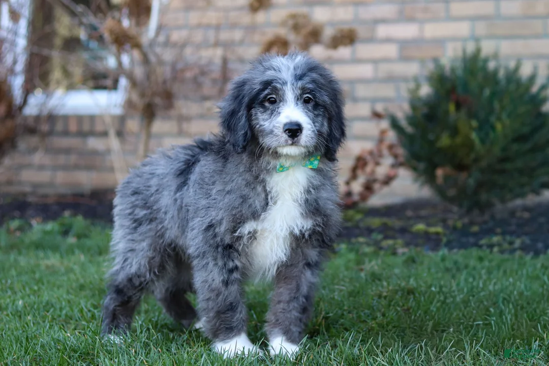 Bernedoodle dogs for sale: Logan  - Ad 1