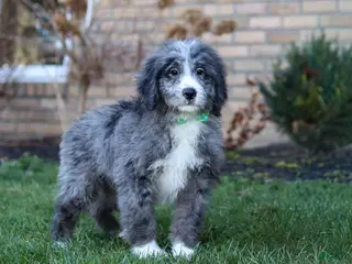 Bernedoodle dogs for sale: Logan - Ad 3