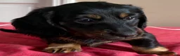 Dachshund dogs for sale: Gretchen - Ad 1