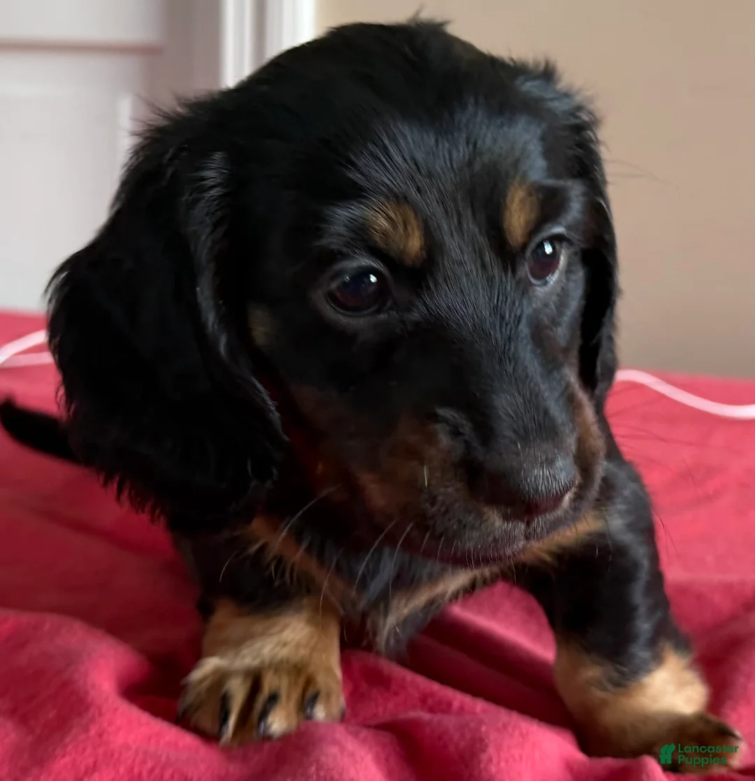Dachshund dogs for sale: Gretchen - Ad 1