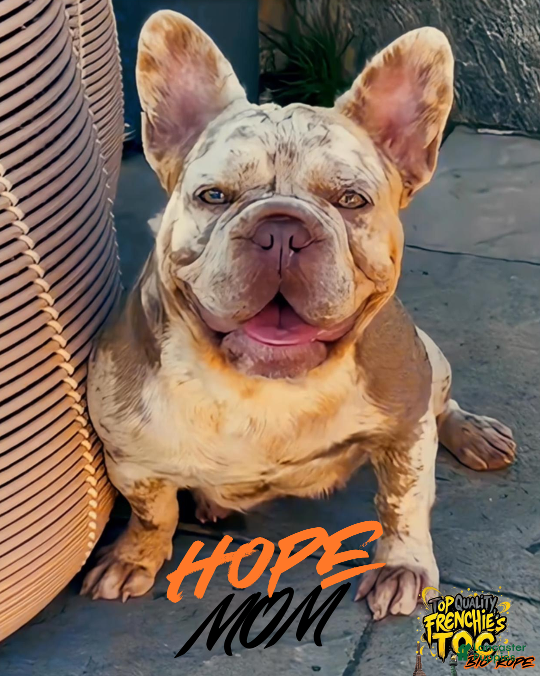 French Bulldog dogs for sale: FEVER  - Ad 12