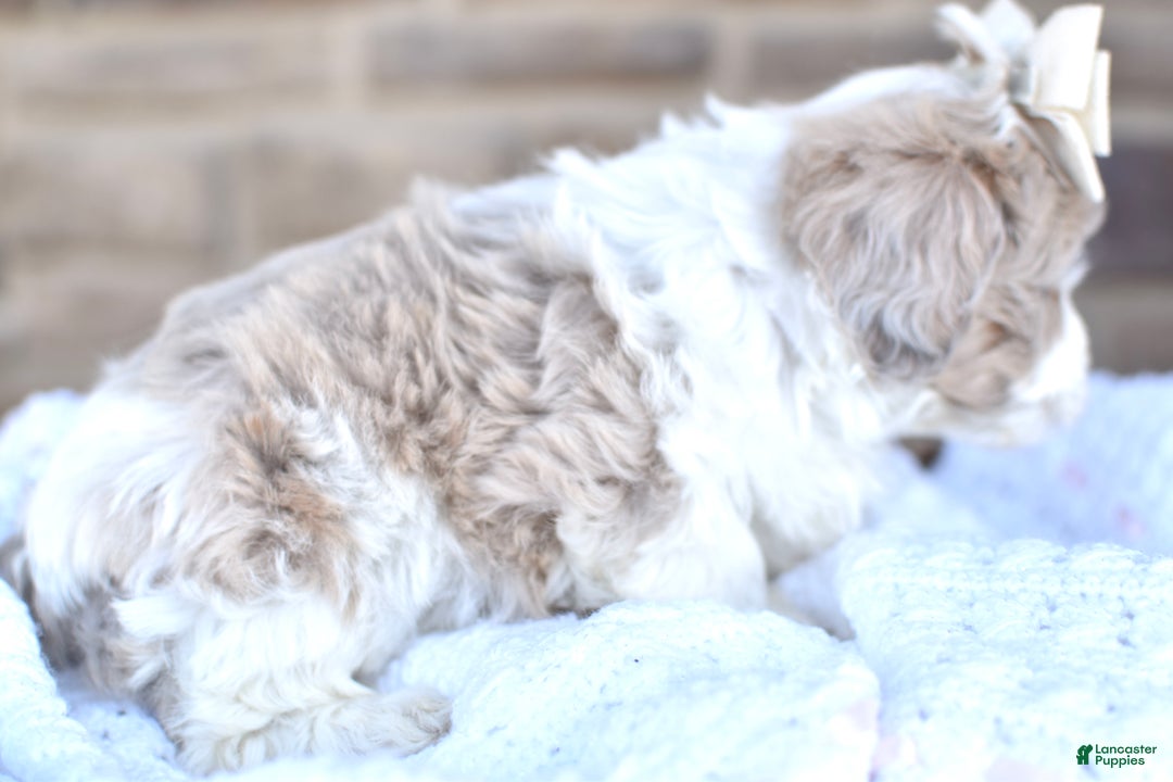 Mixed Breed dogs for sale: Sandy - Ad 7