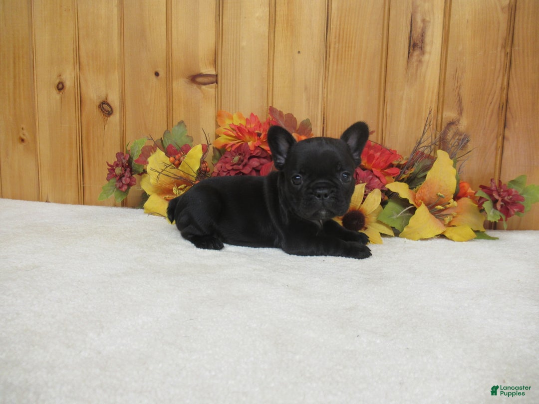 French Bulldog dogs for sale: AKC Jenna - Ad 4