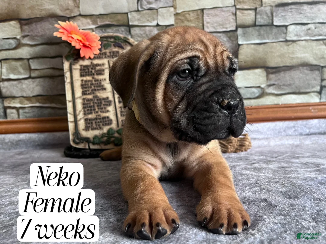 Cane Corso dogs for sale: Neko - Ad 4