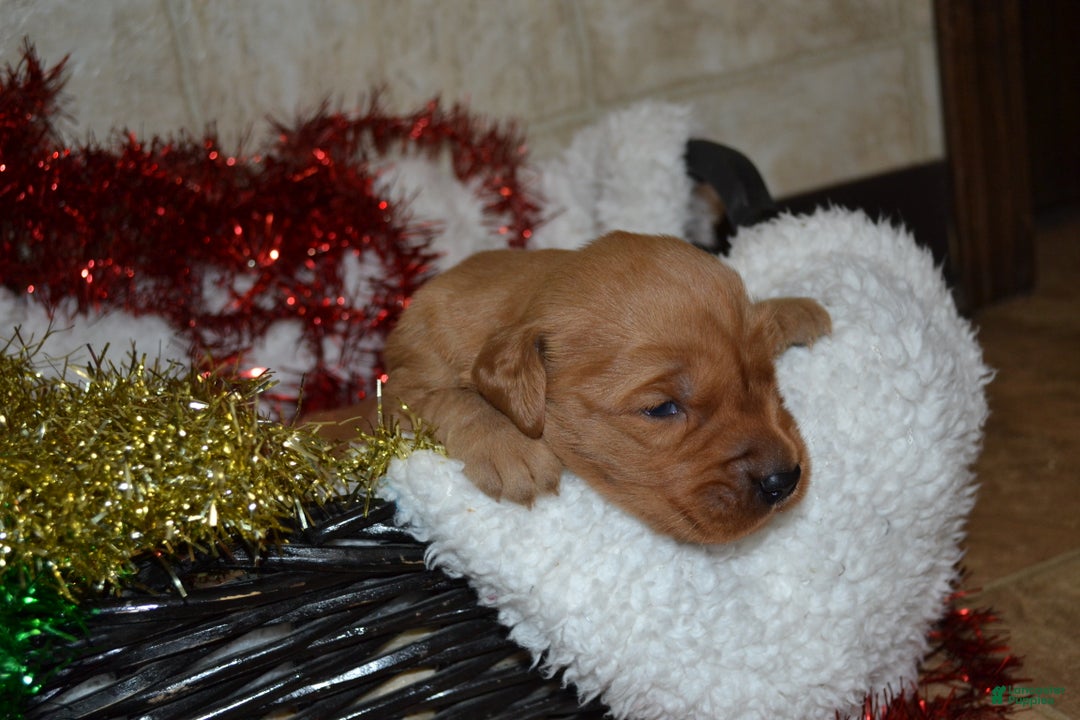 Golden Retriever dogs for sale: Silver - Ad 4