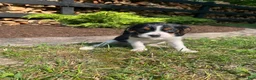 Beaglier dogs for sale: Abby - Ad 6