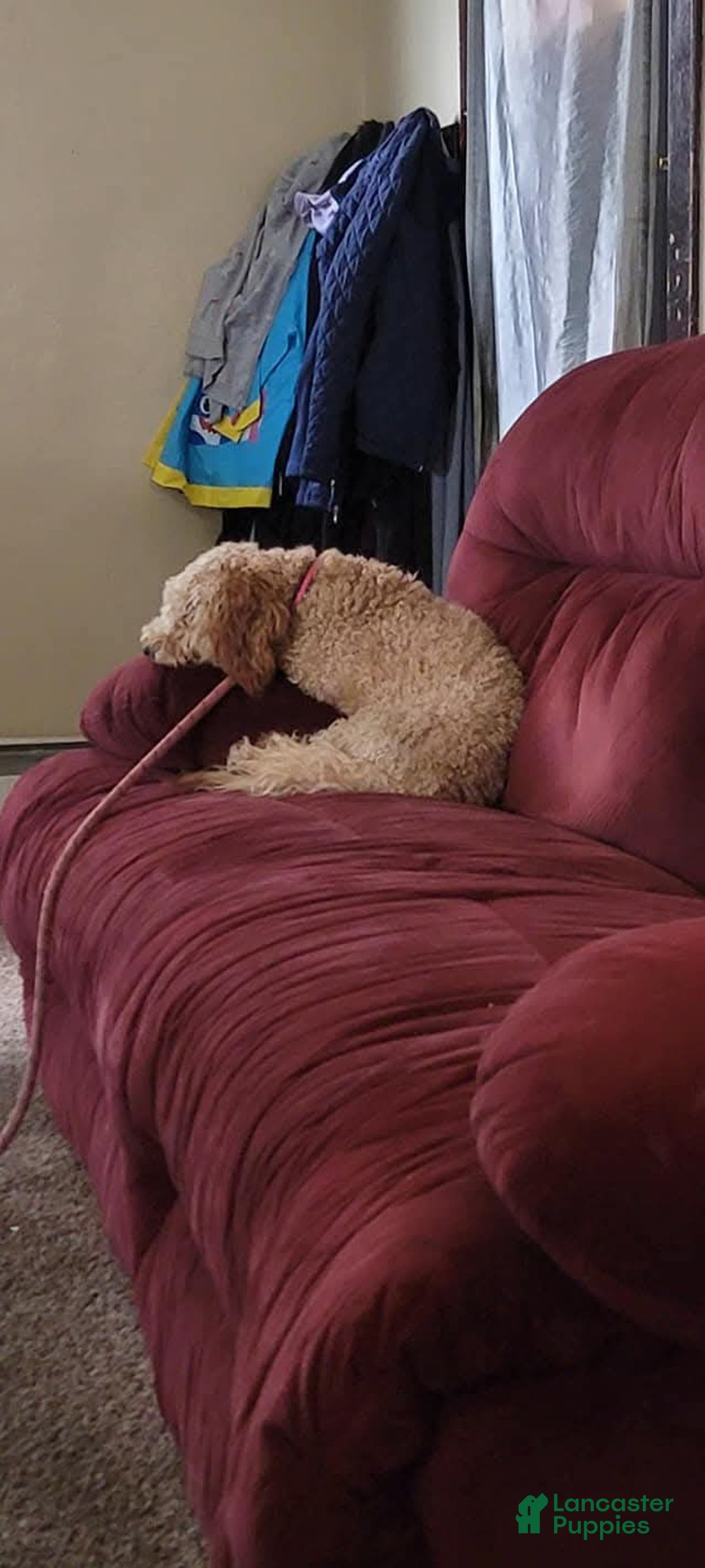 Mini Goldendoodle dogs for sale: Mini Goldendoodle Puppy 1 - Ad 3