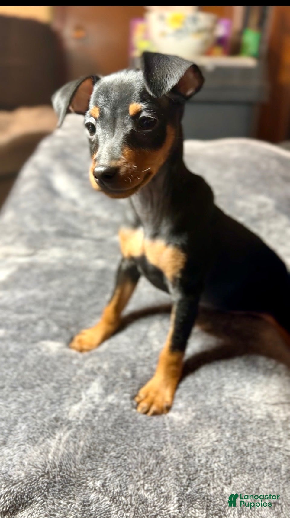 Miniature Pinscher dogs Shelby - Ad 1