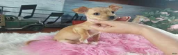 Chihuahua dogs for sale: Light fawn girl chi. Hand delivery  - Ad 6